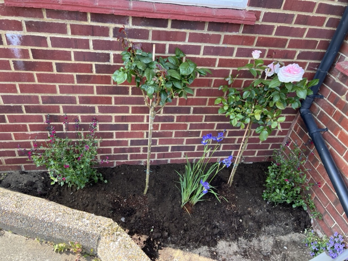 Front border planted