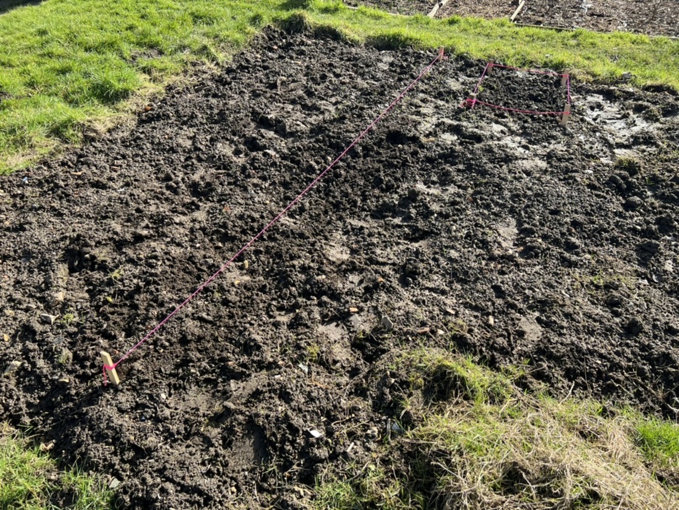 Allotment onions and garlic