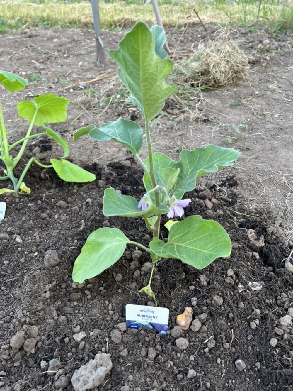 Patio Courgette