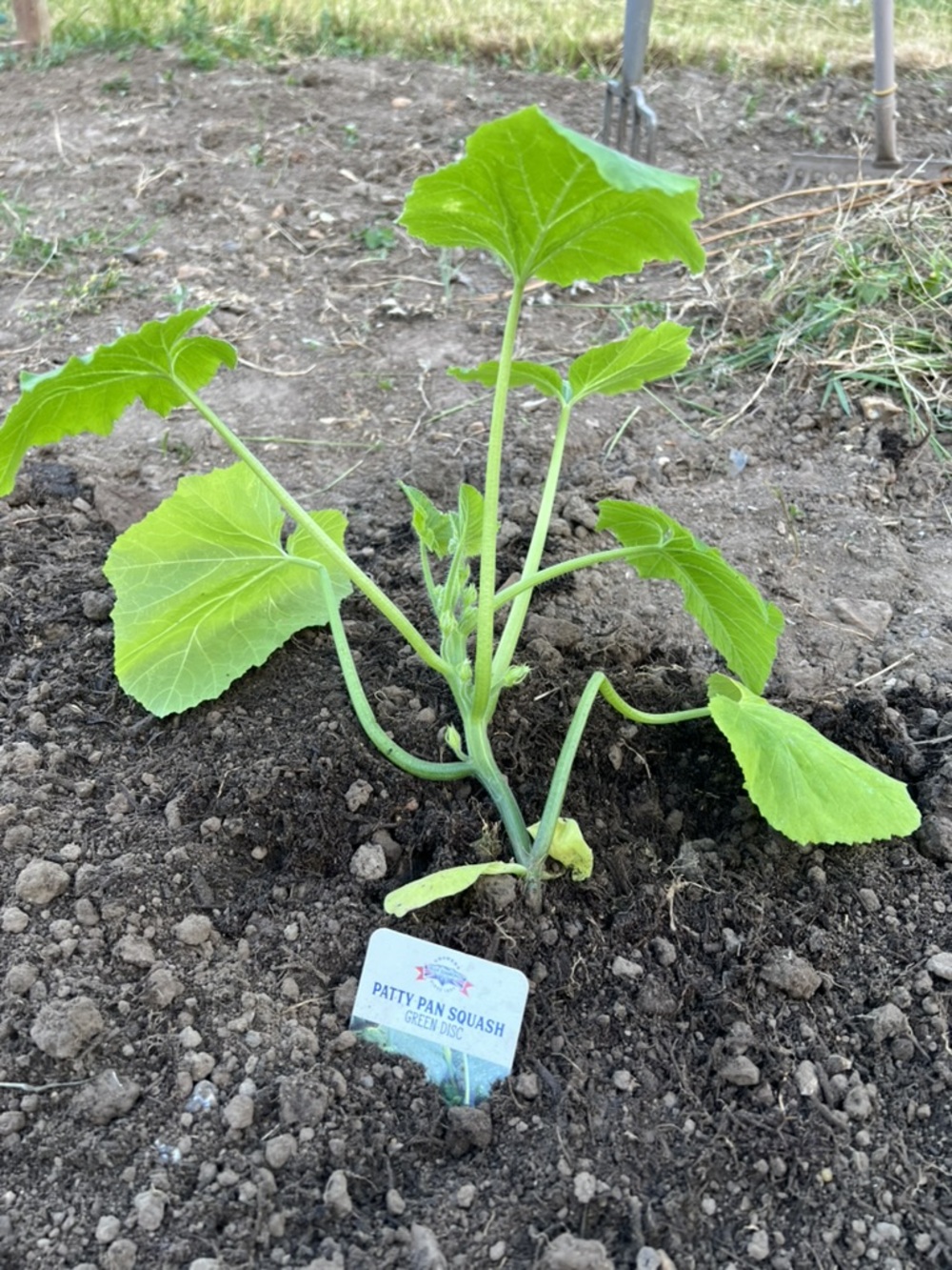 Patty Pan