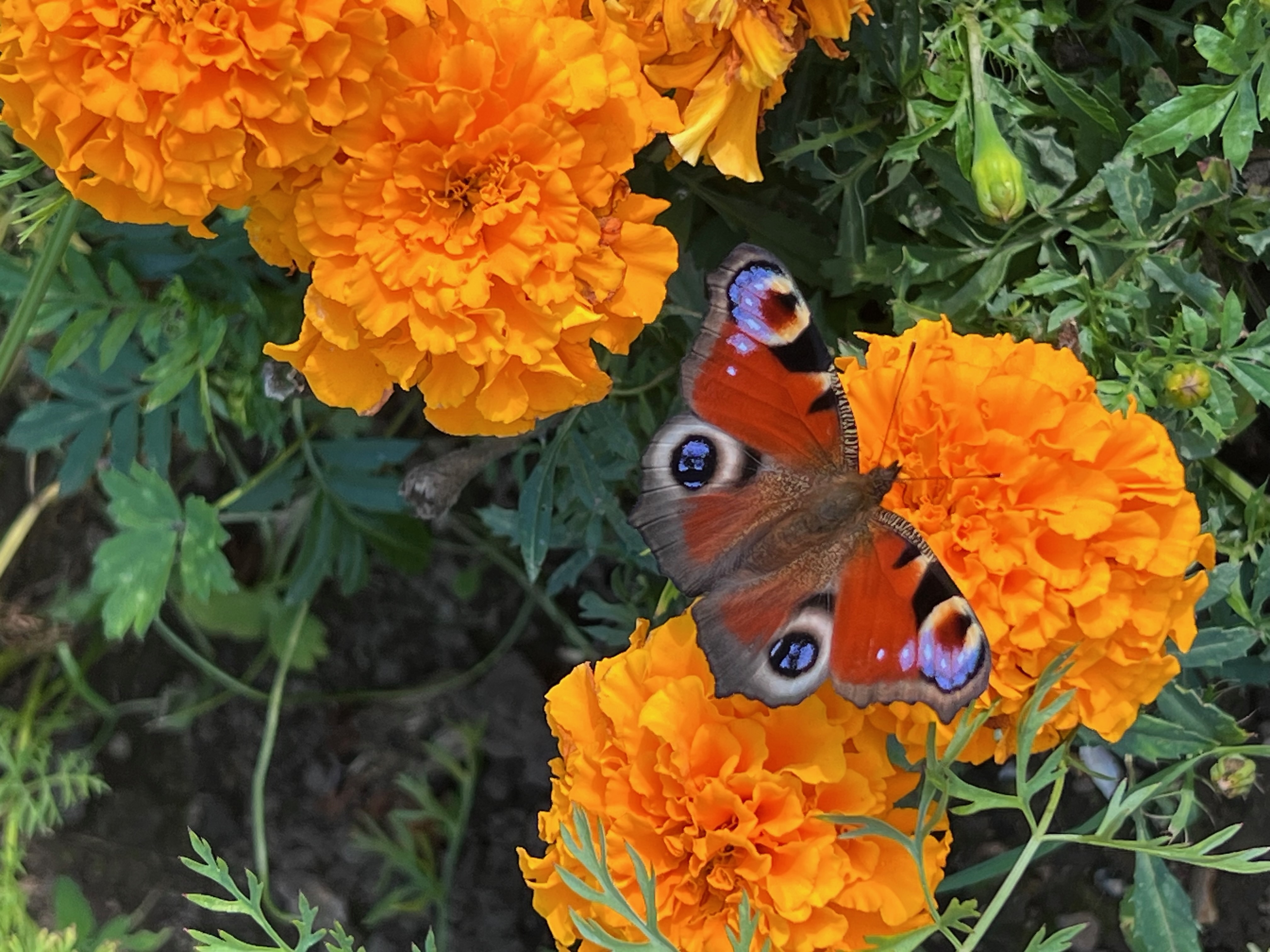 Peacock butterfly on a marigold