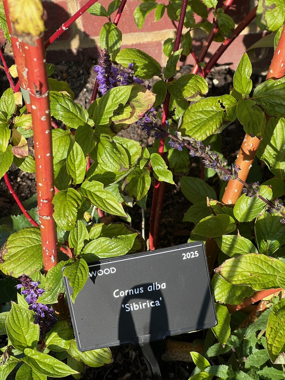 Dogwood plant label