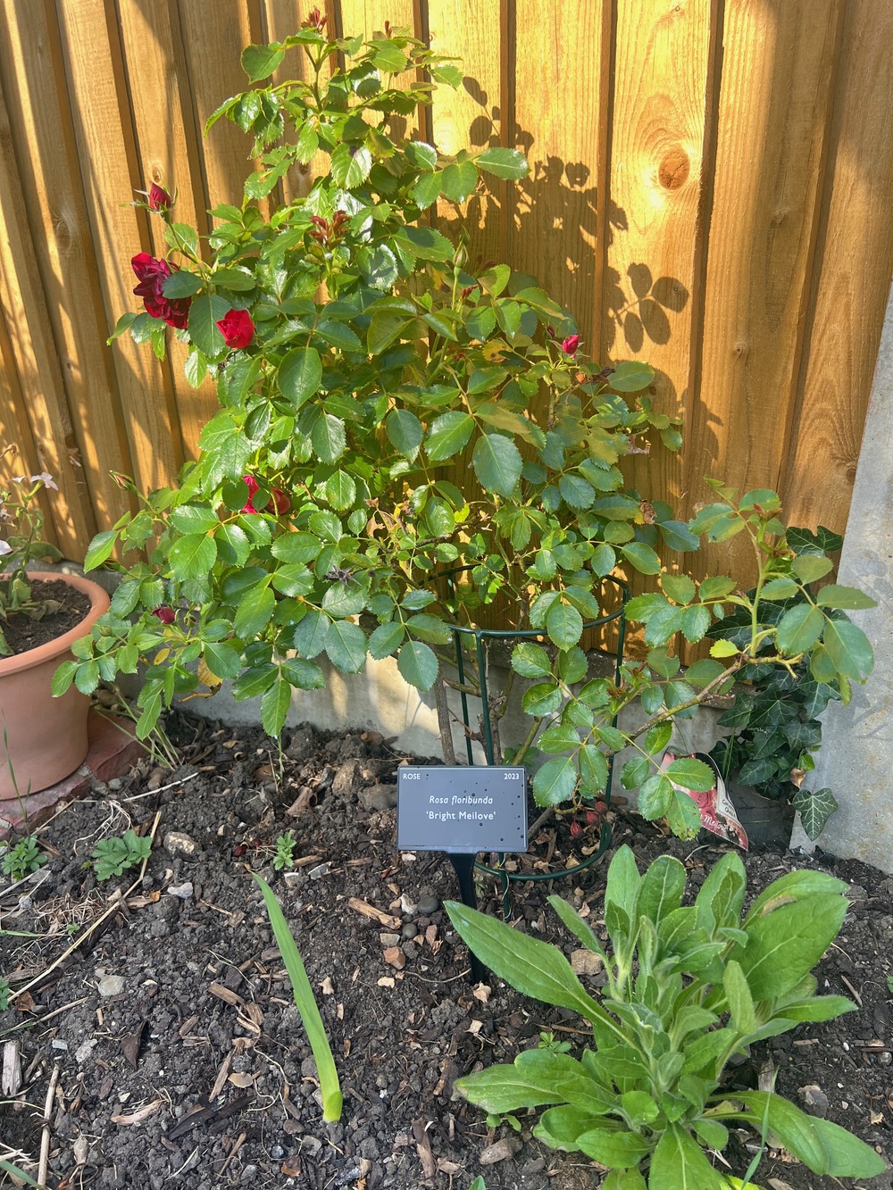 Rose plant label