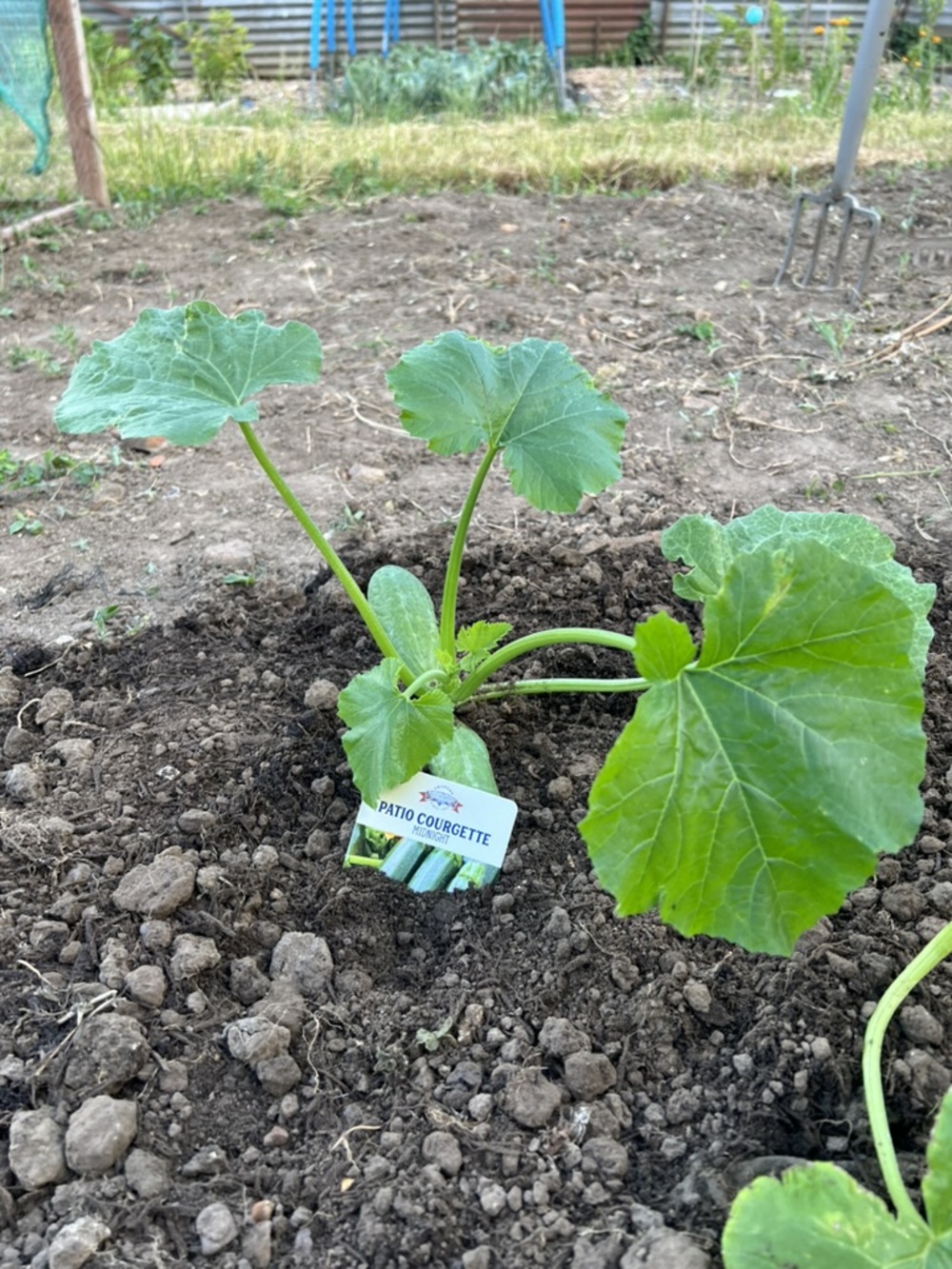 Patio Courgette